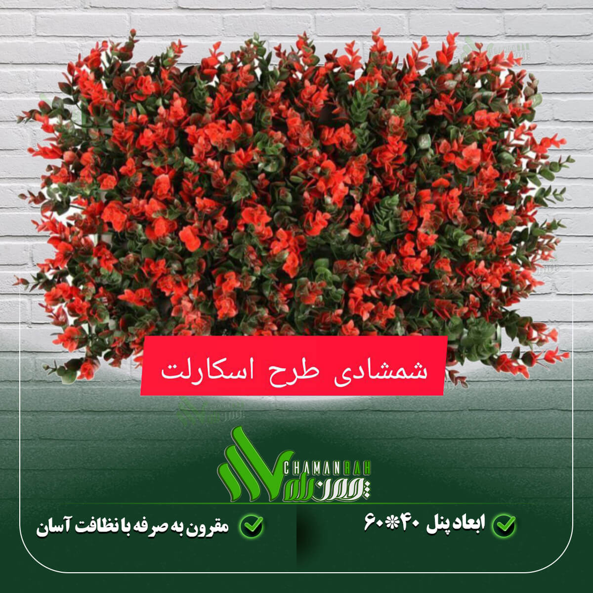 گرین وال شمشادی اسکارلت