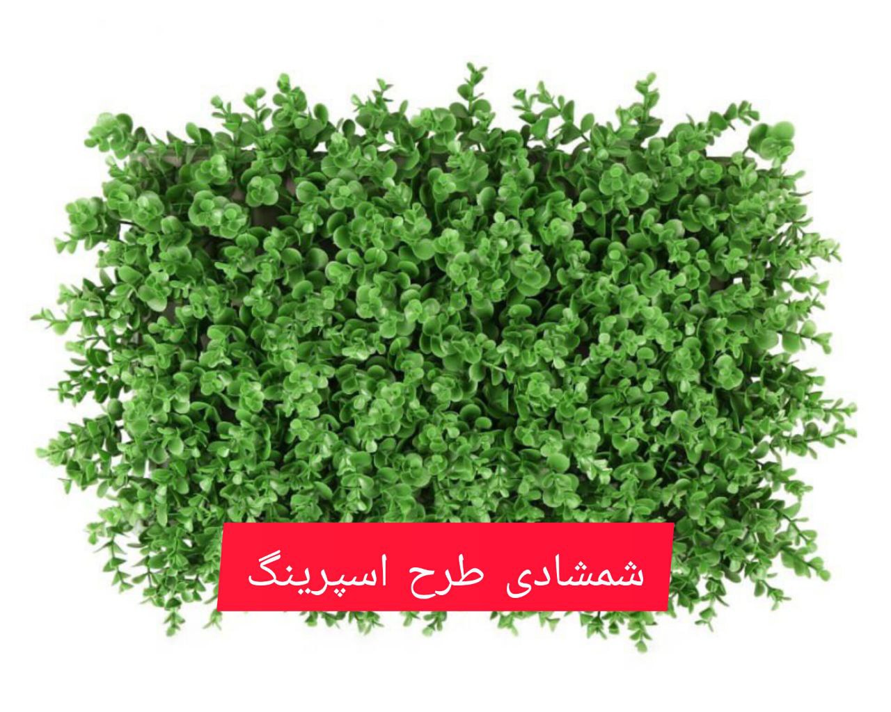 گرین وال شمشادی طرح اسپرینگ